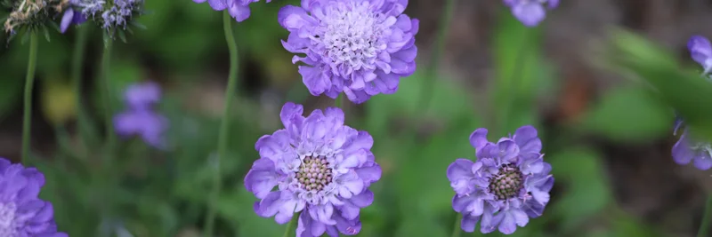 Tauben-Skabiose (Scabiosa columbaria).