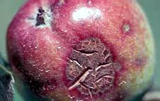 Apfel mit Schorf