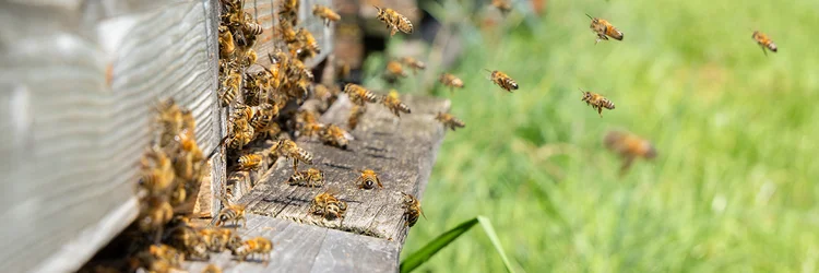 Bienen fliegen am Bienenkasten