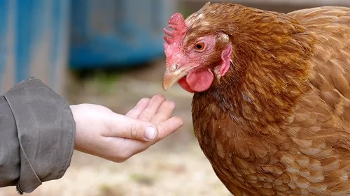 Huhn mit Kinderhand. Klick führt zu Großansicht im neuen Fenster.