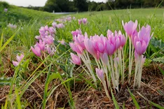 Pflanze des Monats September 2023: Herbstzeitlose (Colchicum autumnale)