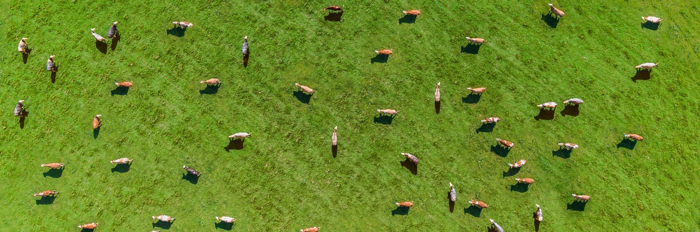 Luftaufnahme einer Kuhherde. Umkehrer, E+ via Getty Images