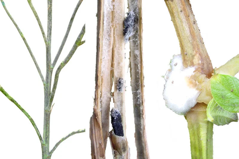 Weißstängeligkeit, Rapskrebs, Sklerotinia (Sclerotinia sclerotiorum)