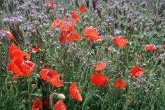 Eine Detailaufnahme eines Feldes mit rotem Mohn und Phacelia. Klick führt zu Großansicht.