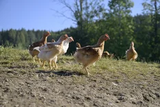 (Wissens-)Häppchen zum Osterfest