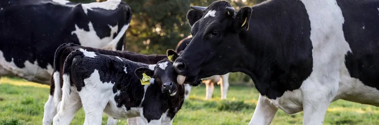 Milchkuh mit ihrem Kalb auf der Weide