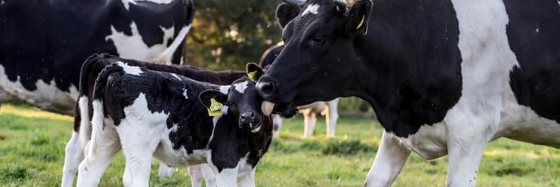 Mutterkuh leckt Kalb auf Weide 