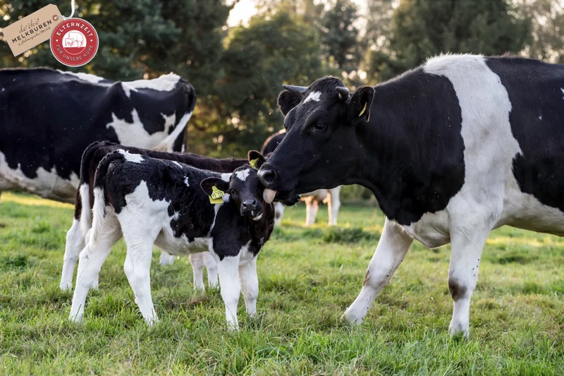 Kuh mit Kalb, Klick führt zu Großansicht