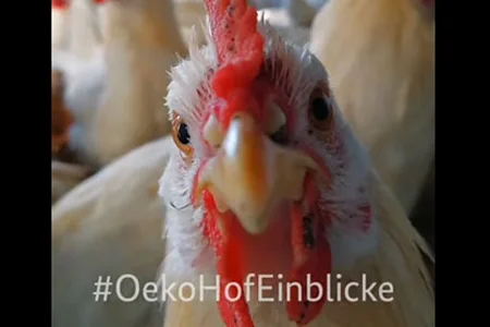Filmausschnitt. Huhn blickt in die Kamera.