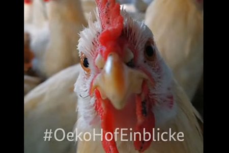 Filmausschnitt. Huhn blickt in die Kamera.