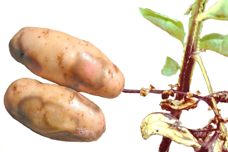 Symptome von Erwinia an Knolle und Laub der Kartoffel. Klick führt zu Großansicht.