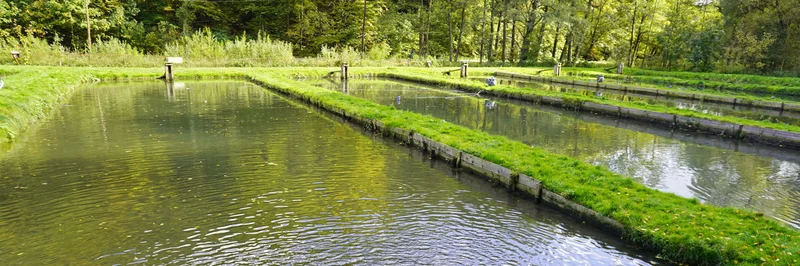 Teichanlagen eines Fischzuchtbetriebes