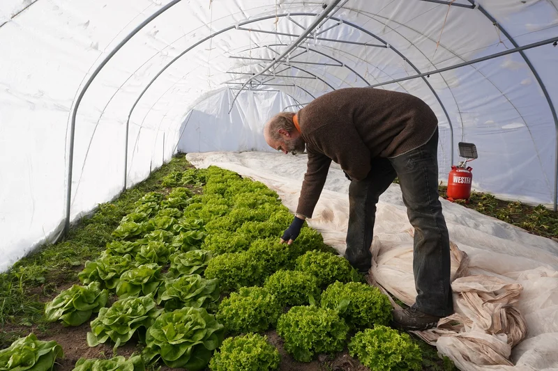 Landwirt prüft Erntereife von Salat. Klick führt zu Großansicht
