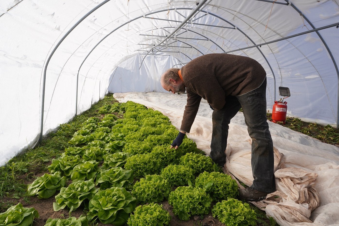 Landwirt prüft Erntereife von Salat. Klick führt zu Großansicht