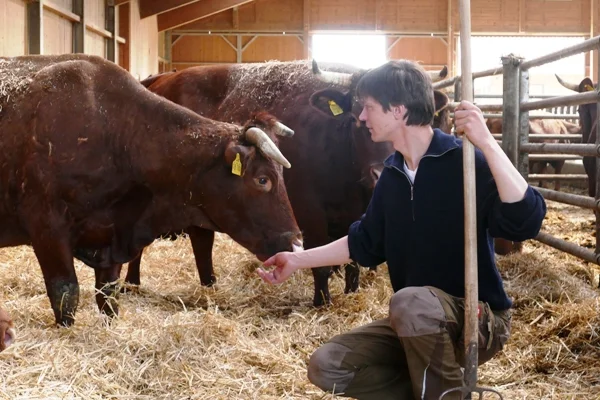 Landwirt hockt im Stall neben einem Rind.