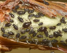 Zwiebelblattlaus (Neotoxoptera formosana)