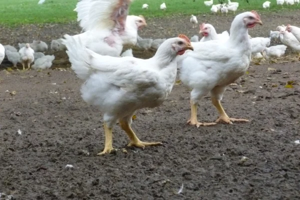 Hähnchen im Freiland