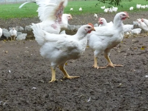 Hähnchen in der Ökomast, Klick führt zu Großansicht im neuen Fenster