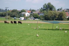 Hühner auf Wiese. Klick führt zu Großansicht in neuem Fenster.