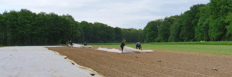 Feld wird mit Vlies abgedeckt.