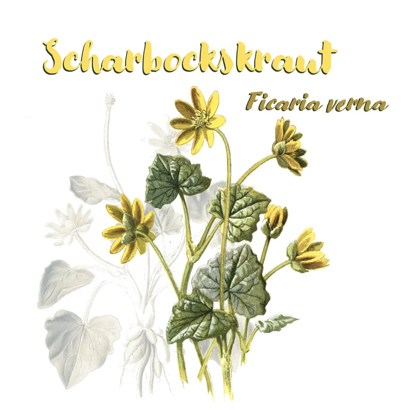 Grafik zum Scharbockskraut