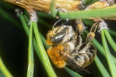 Große Harzbiene (Anthidium byssinum PANZER, 1798 )