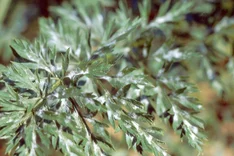 Echter Mehltau (Erysiphe heraclei)