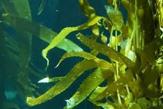Algen in Bio-Qualität: Grün-blaue Zukunft auch in Europa?