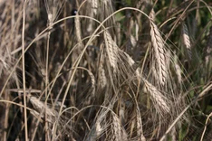 Aufbau von Bio-Wertschöpfungsketten für Getreide, Eiweißfrüchte und Ölfrüchte im nördlichen Bayern (BioRegio)
