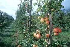 Bio-Obstbau