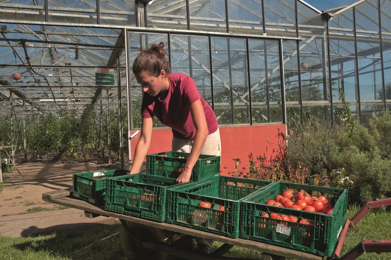 Eine Frau verlädt Tomaten