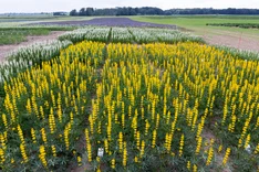 Erhöhung der Ertragsleistung und Ertragsstabilität bei Süßlupinen