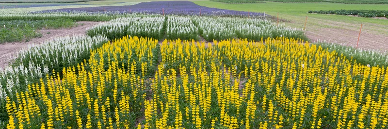 Versuchsparzellen Lupinen.