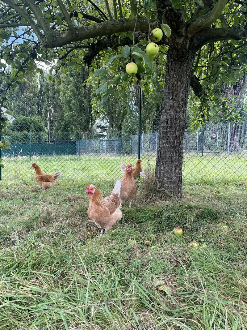 Management von Gebrauchskreuzugen im ökologischen Landbau