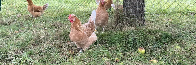 Hühner im Auslauf.