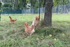 Management von Gebrauchskreuzugen im ökologischen Landbau