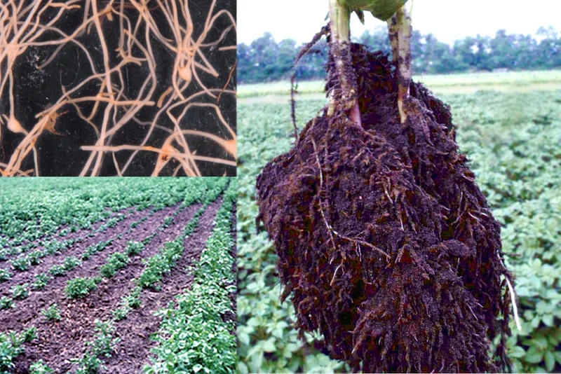 Nematoden als Kartoffelparasiten