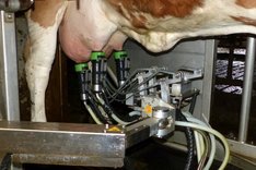 Automatische Melksysteme in der Ökomilchviehhaltung