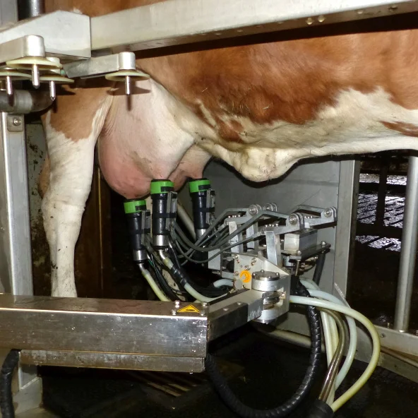 Automatisches Melksystem