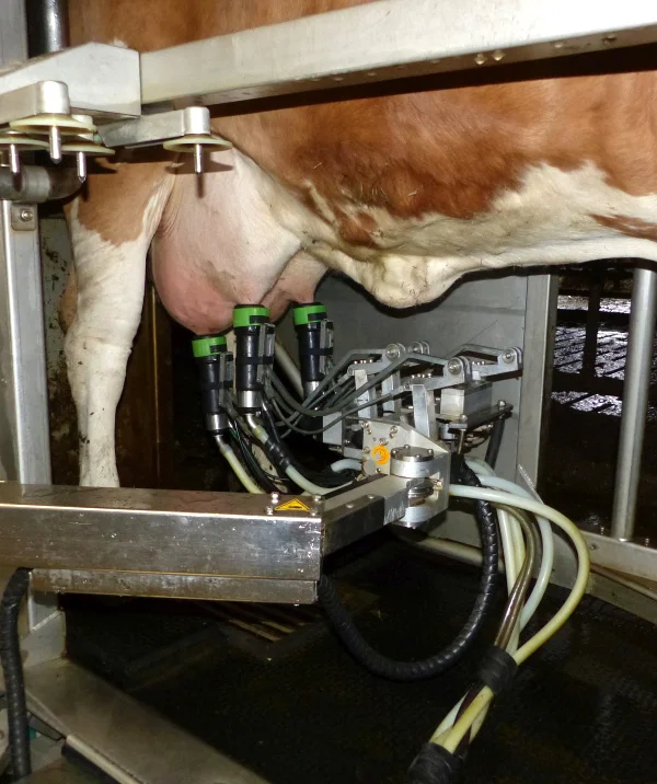 Kuh in einem Automatischen Melksystem. Klick führt zu Großansicht im neuen Fenster.