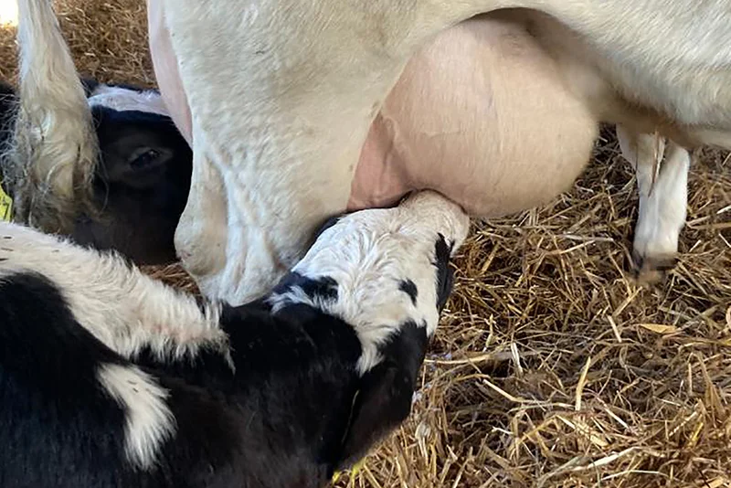 Kälbchen trinkt am Euter