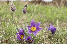 Pflanze des Monats April 2023: Gewöhnliche Kuhschelle (Pulsatilla vulgaris)
