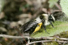 Aschgraue Sandbiene (Andrena cineraria, LINNAEUS 1758)