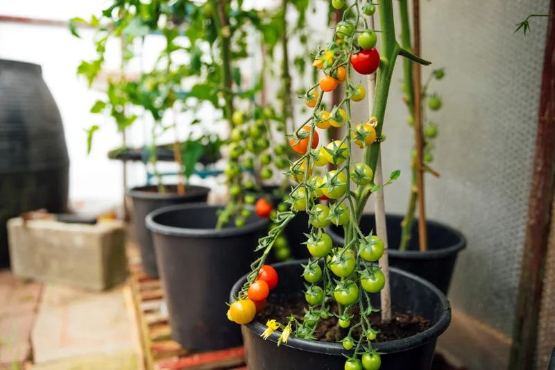 Cocktailtomaten am Strauch. Klick führt zu Großansicht im neuen Fenster.