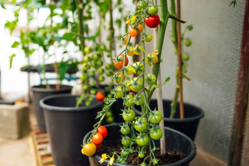 Tomaten im Topf. Foto: SolStock / iStock / Getty Images Plus / Getty Images