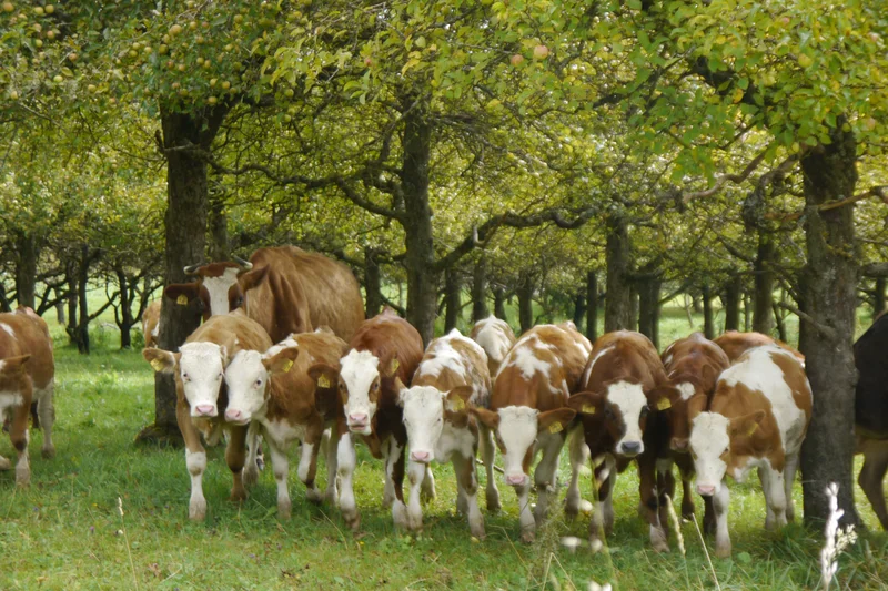 Das Tierwohl wird auf dem Familienbetrieb Hof Gasswies besonders beachtet. Rinder auf dem Hof Gasswies.Klick führt zu Großeansicht in neuem Fenster