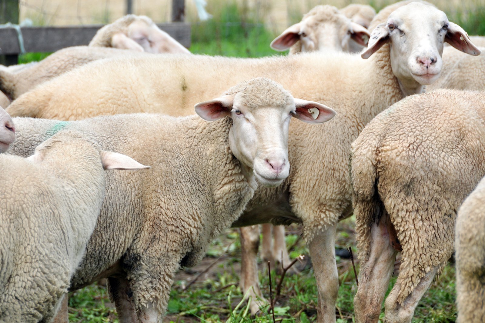 Schafe, Foto: Marion Hofmeier, Klick führt zu Großansicht im neuen Fenster