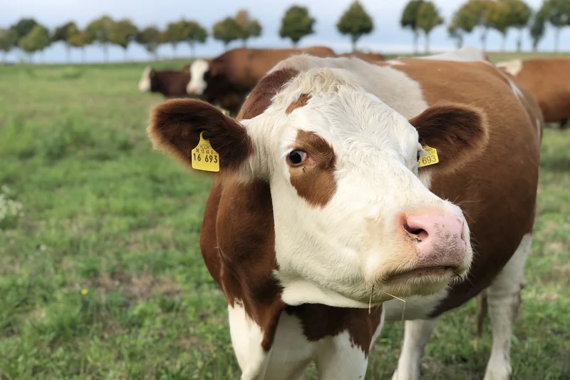 Bio-Rind auf der Weide, Klick führt zu Großansicht