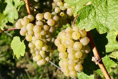 Chancen und Herausforderungen der Bio-Weinbranche