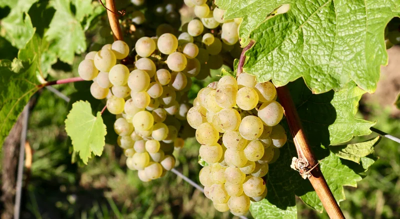 Chancen und Herausforderungen der Bio-Weinbranche